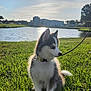 animal, blue_sky, collar, cute, daytime, dog, grass, greenery, leash, nature, outdoor, park, pet, pond, puppy, siberian_husky, sun, sunlight, water, young_dog