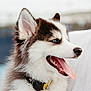 animal, blue_eyes, canine, close_up, collar, cute, dog, domestic_animal, ears, fur, happy, husky, muzzle, outdoor, pet, portrait, puppy, side_profile, tongue_out, young