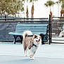 active, bench, canine, collar, daytime, dog, fence, fur, happy, nature, outdoor, palm_trees, pet, playful, puppy, running, sunlight, tennis_court, tongue_out, young_dog