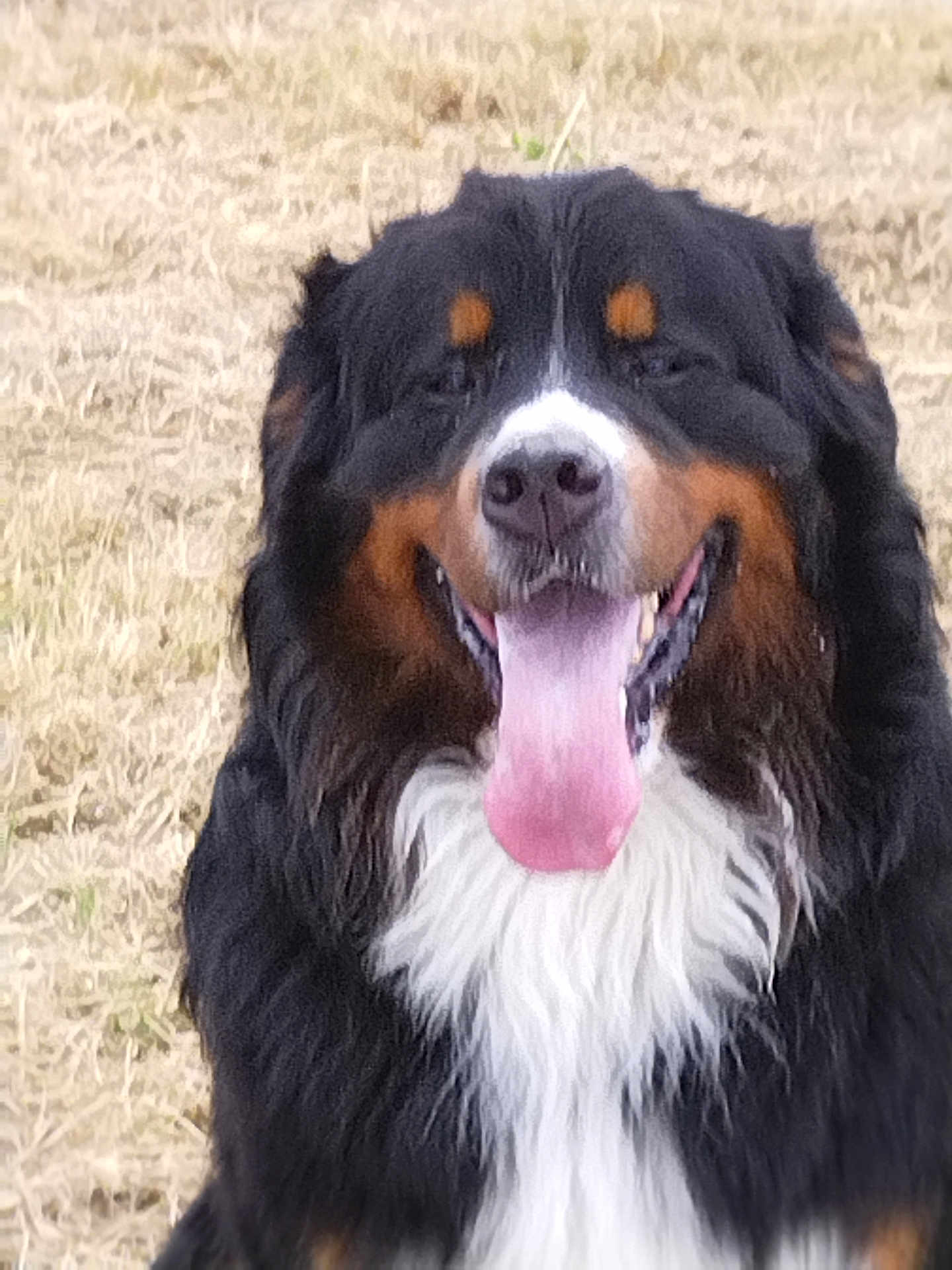 Tmax participe au concours pour gagner de l'argent avec cette photo : dog, bernese_mountain_dog, tongue_out, smiling, outdoor, grass, animal, pet, canine, portrait, fur, black_fur, white_fur, brown_fur, happy, sitting, nature, friendly, closeup, muzzle