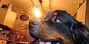 Tmax participe au concours pour gagner de l'argent avec cette photo : dog, bernese_mountain_dog, tongue_out, indoor, kitchen, warm_lighting, pet, animal, furry, black_fur, white_fur, brown_fur, close_up, happy, companion, domestic, household, canine, looking_away, portrait