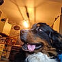 dog, bernese_mountain_dog, tongue_out, indoor, kitchen, warm_lighting, pet, animal, furry, black_fur, white_fur, brown_fur, close_up, happy, companion, domestic, household, canine, looking_away, portrait
