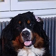 Tmax participe au concours pour gagner de l'argent avec cette photo : dog, bernese_mountain_dog, indoor, radiator, window, fur, tongue, happy, pet, animal, black_fur, brown_fur, white_fur, portrait, face, ears, nose, cozy, companion, cute