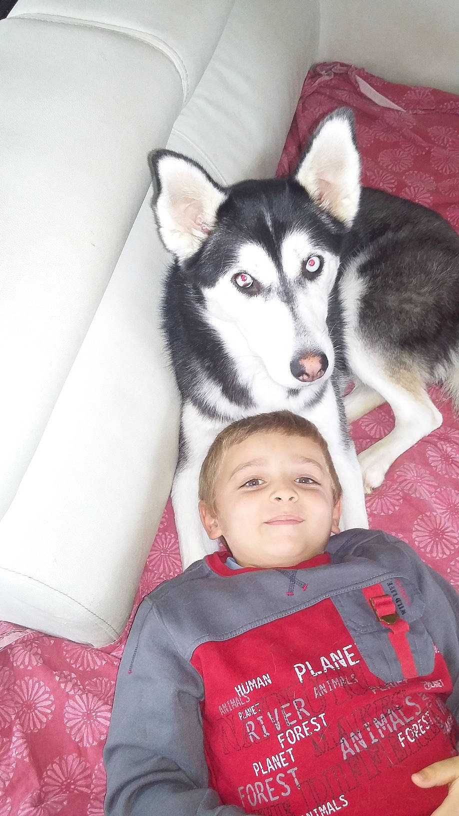 Lukas a rejoint le concours — aidez-le/la à gagner de superbes lots ! canidae, canis, carnivore, comfort, companion_dog, dog, dog_breed, fur, happy, mammal, non_sporting_group, person, siberian_husky, sled_dog, sleeve, smile, toddler, vertebrate, white, wolf