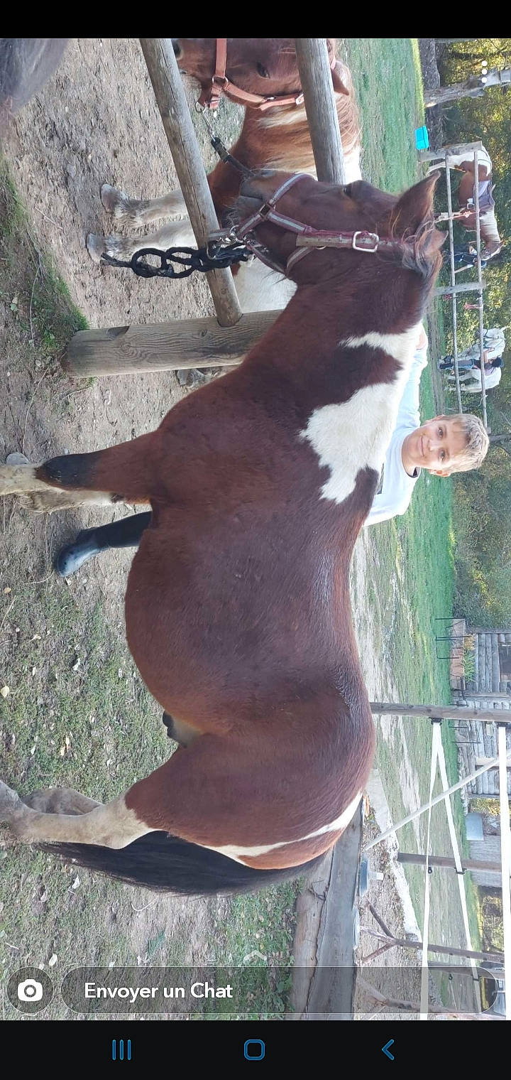 Lukas participe au concours pour gagner de l'argent avec cette photo : canidae, carnivore, collar, companion_dog, dog_breed, dog_collar, fawn, felidae, fur, goats, grass, joy, liver, person, pet_supply, small_to_medium_sized_cats, snout, sporting_group, tail, terrestrial_animal