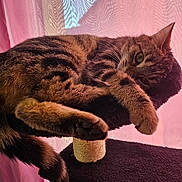 Mila a rejoint le concours — aidez-le/la à gagner de superbes lots ! cat, tabby, feline, pet, animal, sleeping, relaxed, cat_tree, paw, fur, whiskers, indoor, curtain, pink_light, perch, cozy, resting, cute, closeup, domestic_cat