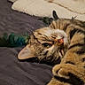 Mila a rejoint le concours — aidez-le/la à gagner de superbes lots ! cat, tabby, pet, animal, feline, relaxed, bed, blanket, feather_toy, indoor, cute, soft, cozy, fur, whiskers, resting, playful, closeup, sleepy, paws