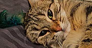 Mila a rejoint le concours — aidez-le/la à gagner de superbes lots ! cat, tabby, pet, feline, bed, blanket, striped, fur, whiskers, relaxed, indoor, closeup, animal, sleepy, cozy, cute, laying, resting, domestic, soft