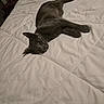 cat, gray_cat, pet, indoor, bed, white_bedspread, quilt, feline, resting, relaxed, animal, cozy, nightstand, fan, fur, whiskers, cute, domestic_cat, lying_down, looking