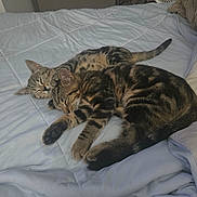 Feu Et Bella participe au concours pour gagner de l'argent avec cette photo : cat, tabby, sleeping, bed, blanket, quilted, fur, indoor, pet, cozy, resting, animal, mammal, cute, domestic, companion, two, relaxing, feline, peaceful