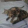 cat, tabby, sleeping, bed, blanket, quilted, fur, indoor, pet, cozy, resting, animal, mammal, cute, domestic, companion, two, relaxing, feline, peaceful