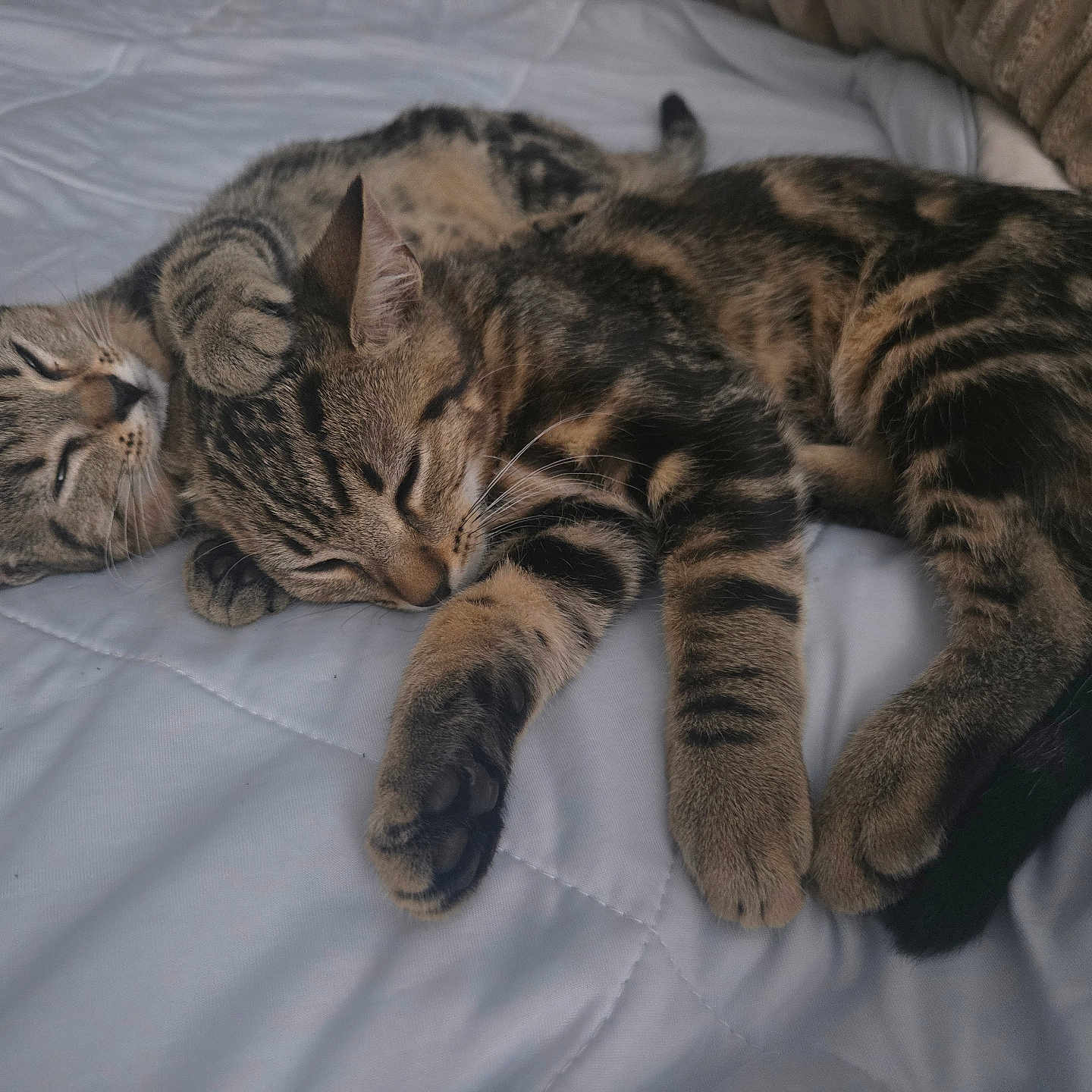 Feu Et Bella