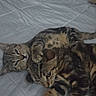 cat, tabby_cat, bed, blanket, indoor, pet, animal, feline, cozy, sleepy, resting, cute, affection, cute_pet, paw, two_animals, companion, domestic_cat, fur, whiskers