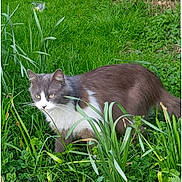 Fripouille participe au concours pour gagner de l'argent avec cette photo : ecosystem, fauna, flora, grass, grass_family, marsupial, organism, photo_caption, plant, plant_community, snout, whiskers, wildlife