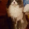Fripouille a rejoint le concours — aidez-le/la à gagner de superbes lots ! aegean_cat, british_semi_longhair, carnivoran, cat, cat_like_mammal, domestic_long_haired_cat, domestic_short_haired_cat, fauna, fur, kitten, norwegian_forest_cat, photo_caption, ragamuffin, ragdoll, small_to_medium_sized_cats, snout, whiskers