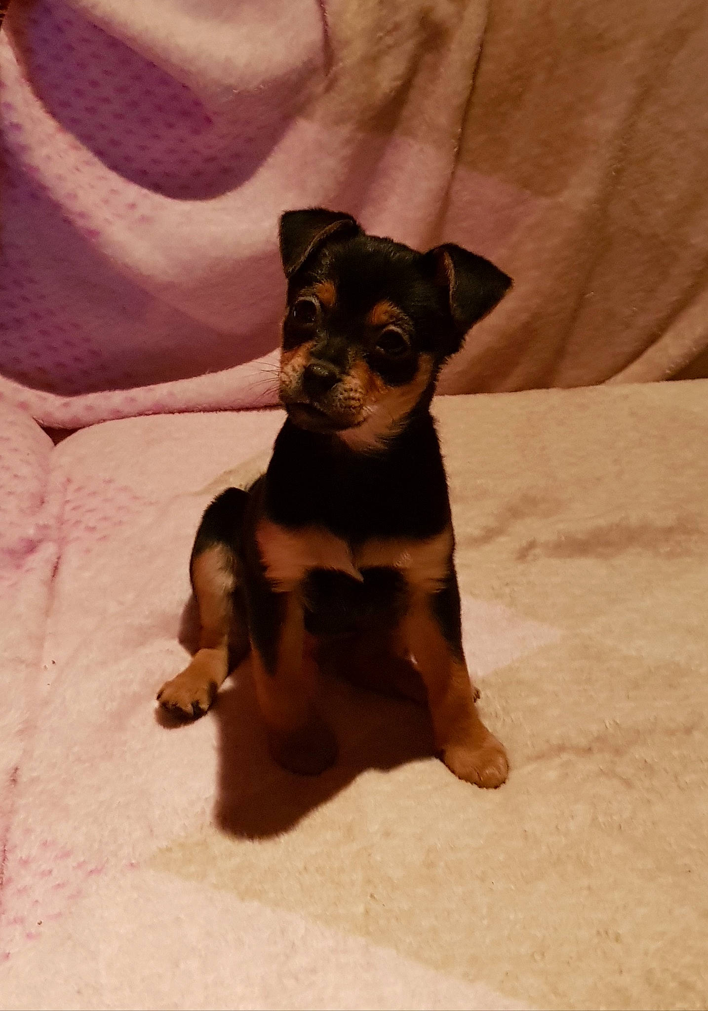 Onix a rejoint le concours — aidez-le/la à gagner de superbes lots ! black_and_tan_terrier, carnivoran, chihuahua, companion_dog, dog, dog_breed, dog_like_mammal, english_toy_terrier, german_pinscher, mammal, miniature_pinscher, pinscher, prazsky_krysarik, puppy, russkiy_toy, snout, toy_dog, vertebrate