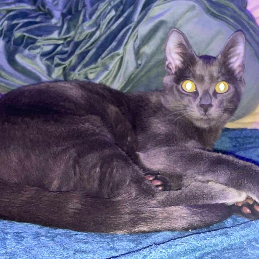 Sanji a rejoint le concours — aidez-le/la à gagner de superbes lots ! abyssinian, animal, bed, bedroom, blackcat, blanket, cat, cushion, egyptiancat, furniture, homedecor, indoors, kitten, manx, person, pet, quilt, room, sleeping, velvet