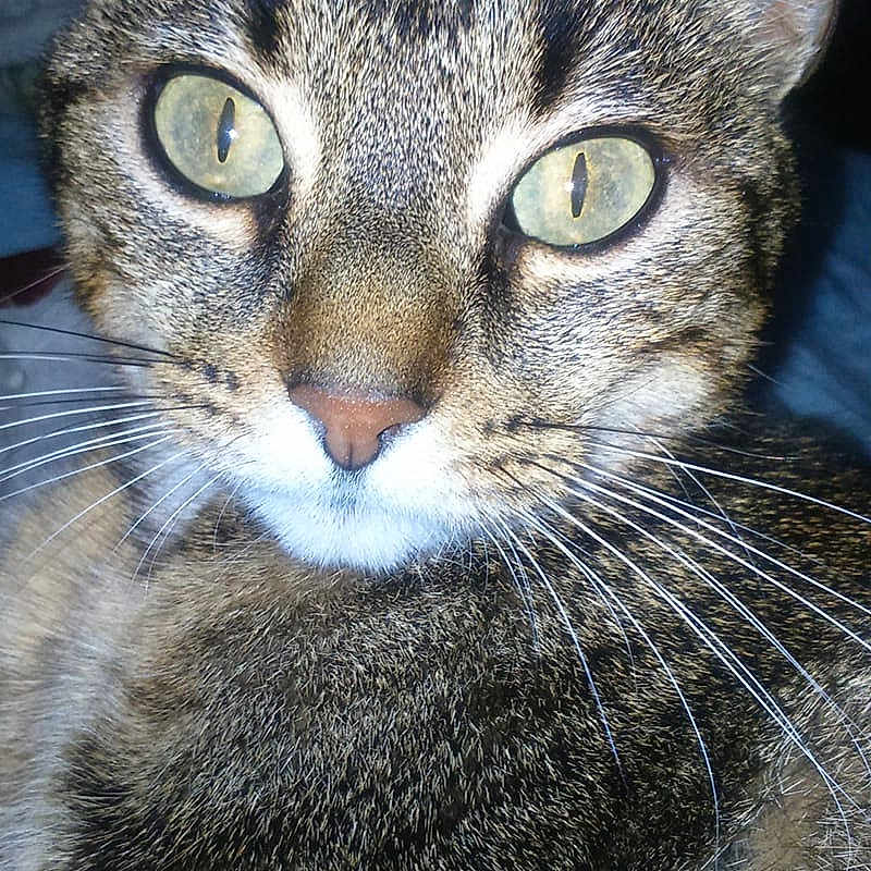 Iris