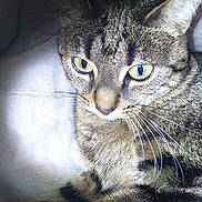Iris participe au concours pour gagner de l'argent avec cette photo : carnivoran, cat, cat_like_mammal, close_up, domestic_short_haired_cat, dragon_li, european_shorthair, eye, fauna, fur, mammal, small_to_medium_sized_cats, snout, tabby_cat, whiskers, wild_cat, wildlife