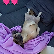 Fifille participe au concours pour gagner de l'argent avec cette photo : dog, couch, blanket, purple, pet, relaxed, indoor, fur, animal, heart_emoji, cozy, looking, lying_down, small_dog, soft, cute, home, pillow, comfort, resting