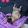 dog, couch, blanket, purple, pet, relaxed, indoor, fur, animal, heart_emoji, cozy, looking, lying_down, small_dog, soft, cute, home, pillow, comfort, resting