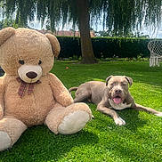 Arès a rejoint le concours — aidez-le/la à gagner de superbes lots ! backyard, canine, dog, garden, grass, happy, lawn, leisure, nature, outdoor, pet, playful, relaxing, shade, summer, sunny, swing, teddy_bear, toy, tree