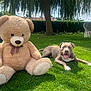 Arès a rejoint le concours — aidez-le/la à gagner de superbes lots ! backyard, canine, dog, garden, grass, happy, lawn, leisure, nature, outdoor, pet, playful, relaxing, shade, summer, sunny, swing, teddy_bear, toy, tree