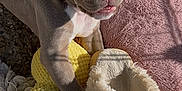 Arès participe au concours pour gagner de l'argent avec cette photo : animal, blanket, cozy, cute, dog, fur, gray, indoors, nose, paw, pet, pink, playful, puppy, resting, slipper, soft, toy, yellow, young