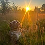 Arès a rejoint le concours — aidez-le/la à gagner de superbes lots ! animal, canine, collar, dog, evening, field, golden_hour, grass, leash, lens_flare, nature, outdoor, peaceful, serene, sky, sun, sunlight, sunset, trees, warm_light
