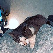 Miaou participe au concours pour gagner de l'argent avec cette photo : animal, blanket, cat, comfort, cozy, feline, fur, gray, home, indoor, lamp, light, pet, plant, quiet, relaxing, resting, sleeping, soft, white