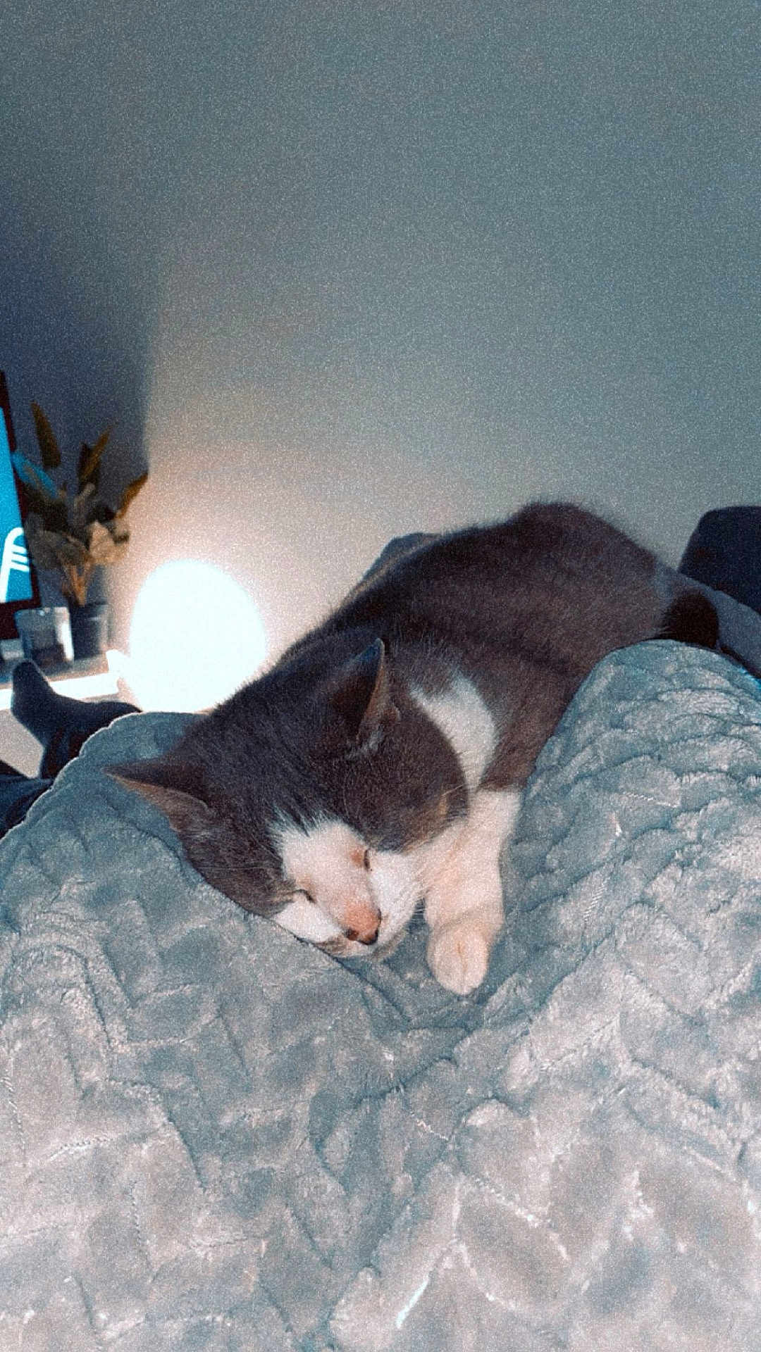 Miaou