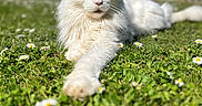 Oma a rejoint le concours — aidez-le/la à gagner de superbes lots ! cat, white_cat, fluffy, long_hair, pet, animal, feline, lying_down, stretching, outdoor, garden, grass, daisies, flowers, sunny, portrait, close_up, blue_sky, blurred_background, relaxed