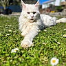 cat, white_cat, fluffy, long_hair, pet, animal, feline, lying_down, stretching, outdoor, garden, grass, daisies, flowers, sunny, portrait, close_up, blue_sky, blurred_background, relaxed