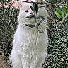 animal, branch, cat, closeup, curious, cute, fluffy, fur, garden, leaves, mammal, nature, outdoor, pet, portrait, sitting, tree, white_cat, wildlife, wood