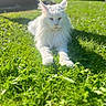animal, cat, close_up, daylight, ears, feline, fluffy, grass, greenery, long_hair, lying_down, mammal, nature, outdoor, pet, relaxing, serious_expression, sunlight, whiskers, white_cat