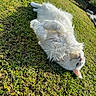 Oma participe au concours pour gagner de l'argent avec cette photo : cat, white_cat, fluffy, long_hair, pet, animal, feline, outdoor, garden, lawn, grass, sunlight, rolling, playful, upside_down, paws, whiskers, pink_nose, relaxed, portrait