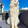 cat, white_cat, fluffy, longhaired, pet, animal, sitting, outdoor, sunlight, blue_sky, sofa, patio, umbrella, garden, house, whiskers, ears, paws, portrait, relaxed