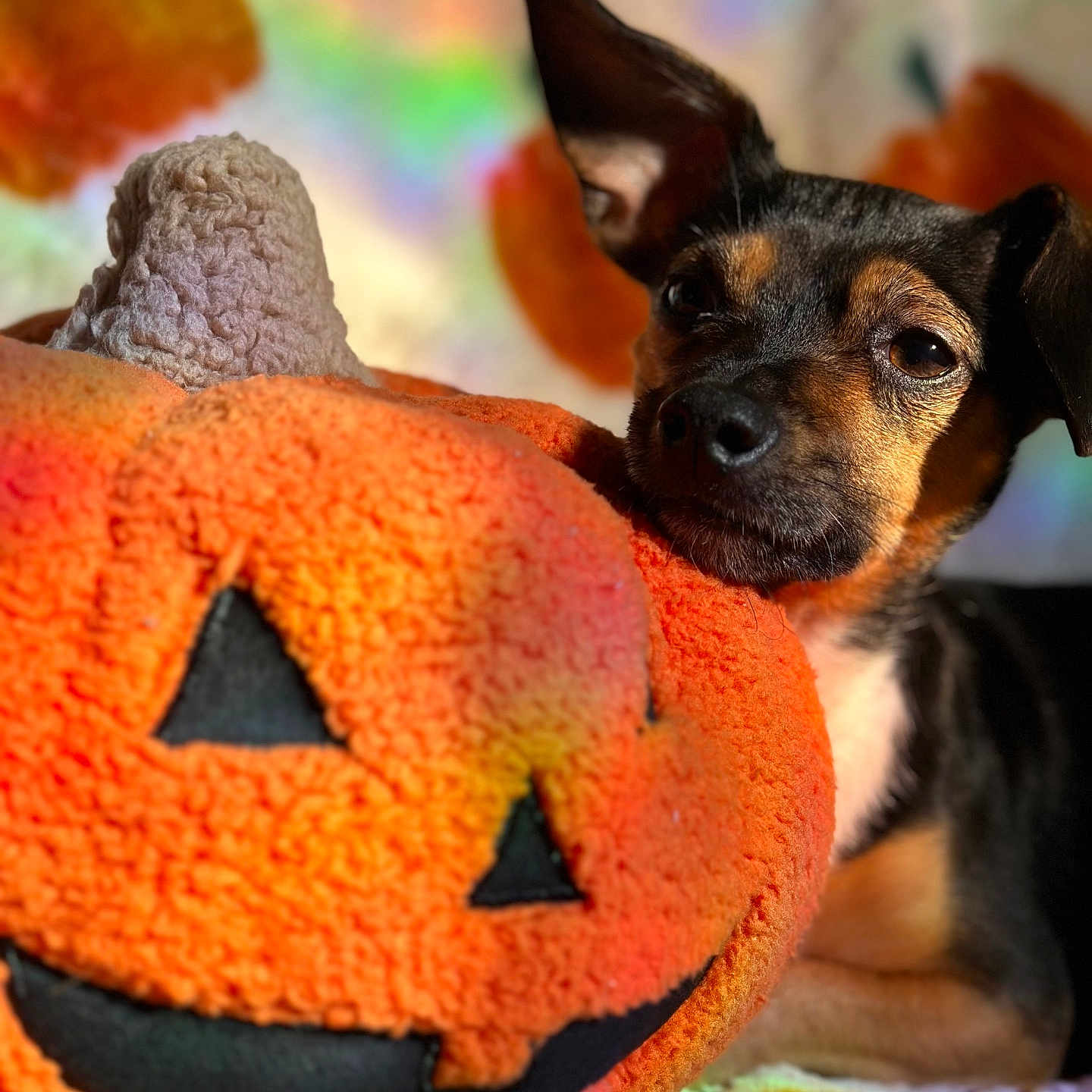 Daisy is registered to the contest to win money with this photo: animal, autumn, black, blurred_background, close_up, cozy, cute, decor, dog, face, fall, indoor, jack_o_lantern, orange, pet, plush_toy, resting, soft_texture, toy, white