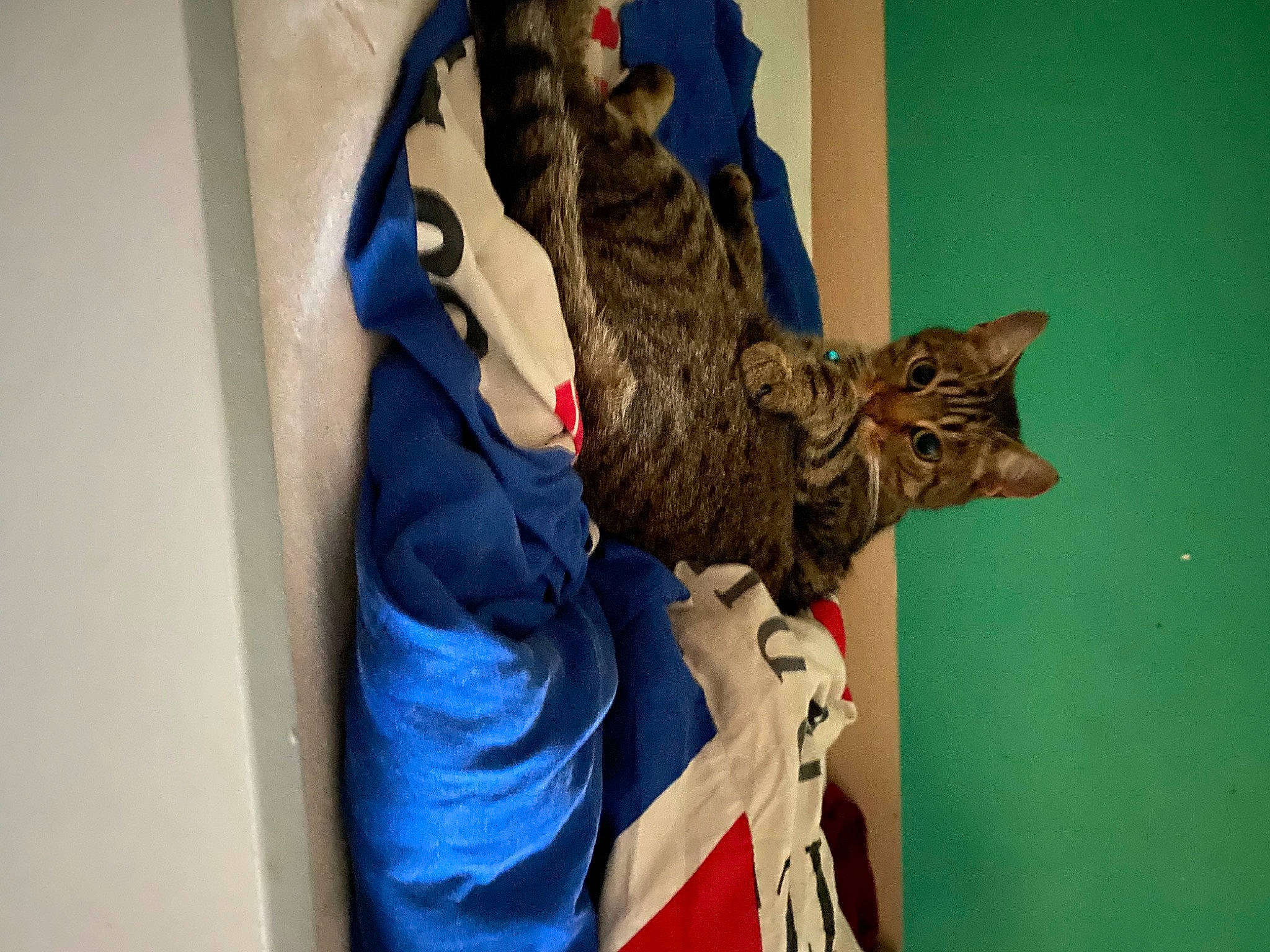 Poussy participe au concours pour gagner de l'argent avec cette photo : art, artifact, carnivore, cat, domestic_short_haired_cat, electric_blue, eye, felidae, fur, room, rope, sculpture, small_to_medium_sized_cats, tail, visual_arts, whiskers, wood