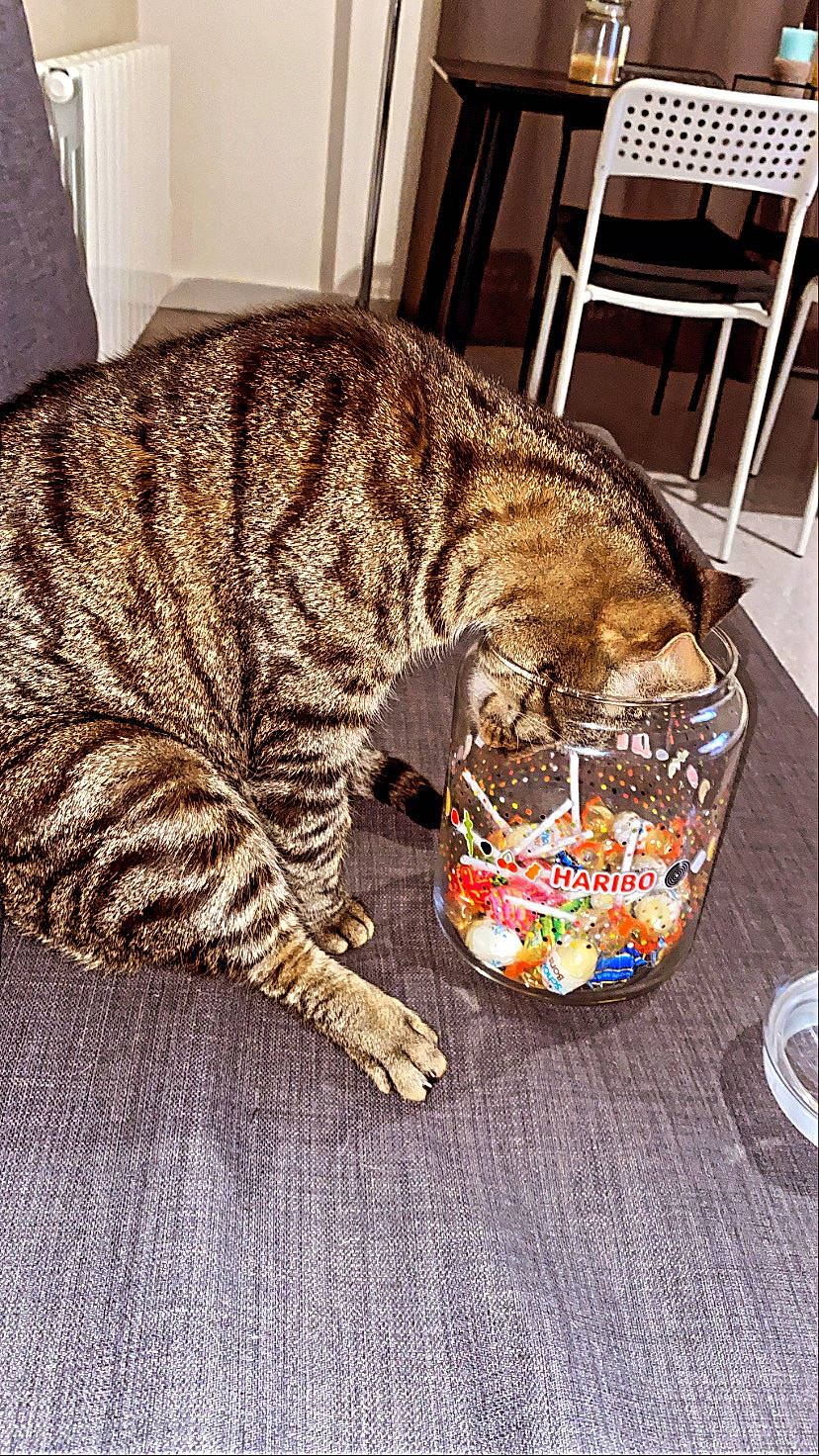 Orus a rejoint le concours — aidez-le/la à gagner de superbes lots ! basket, carnivore, cat, chair, claw, comfort, domestic_short_haired_cat, fawn, felidae, flooring, fur, linens, nap, pattern, small_to_medium_sized_cats, snout, tail, terrestrial_animal, whiskers, wood