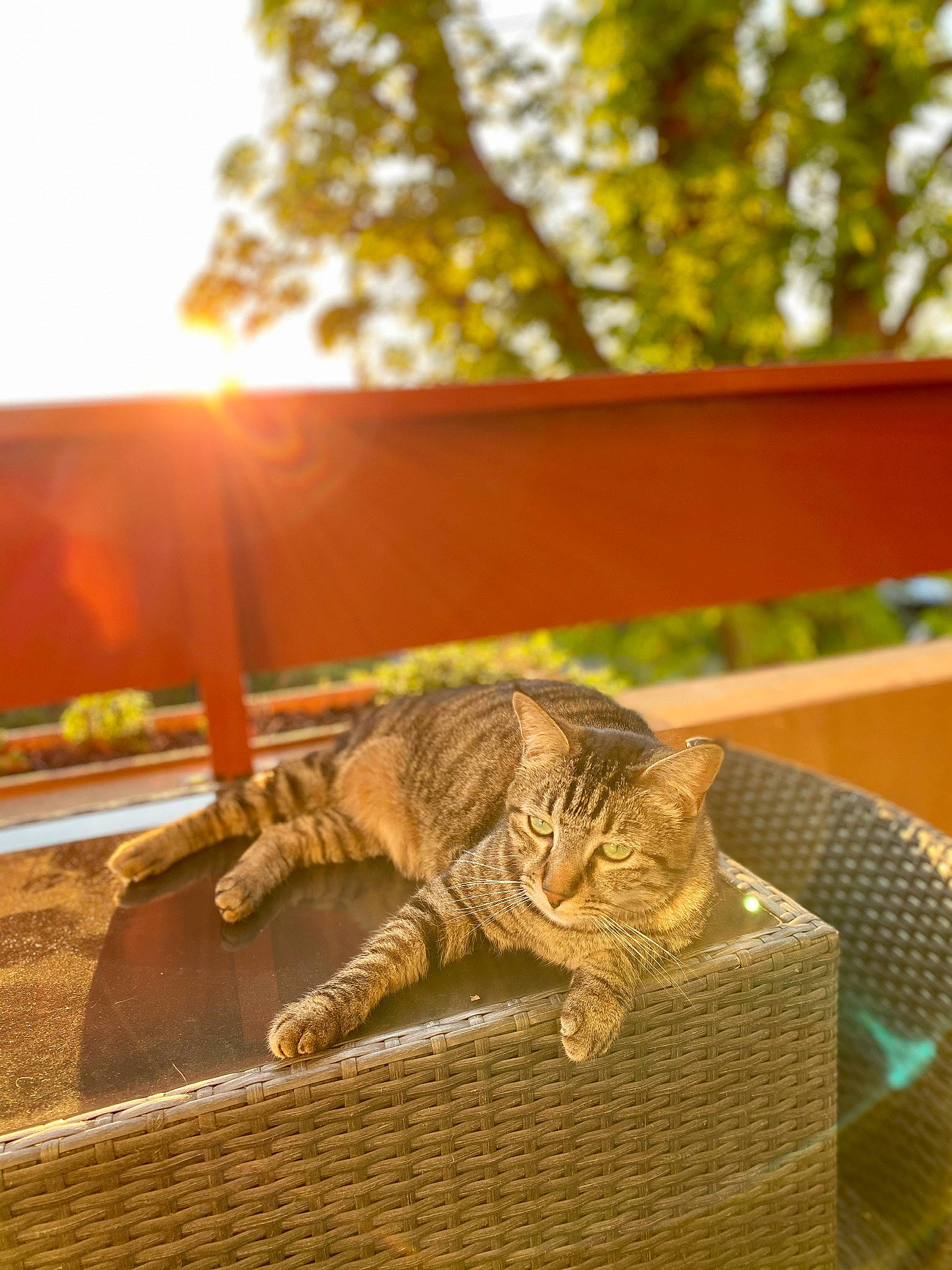 Orus participe au concours pour gagner de l'argent avec cette photo : carnivore, cat, domestic_short_haired_cat, fawn, felidae, grass, heat, lens_flare, plant, sitting, sky, small_to_medium_sized_cats, soil, tail, terrestrial_animal, tints_and_shades, tree, whiskers, wildlife, wood