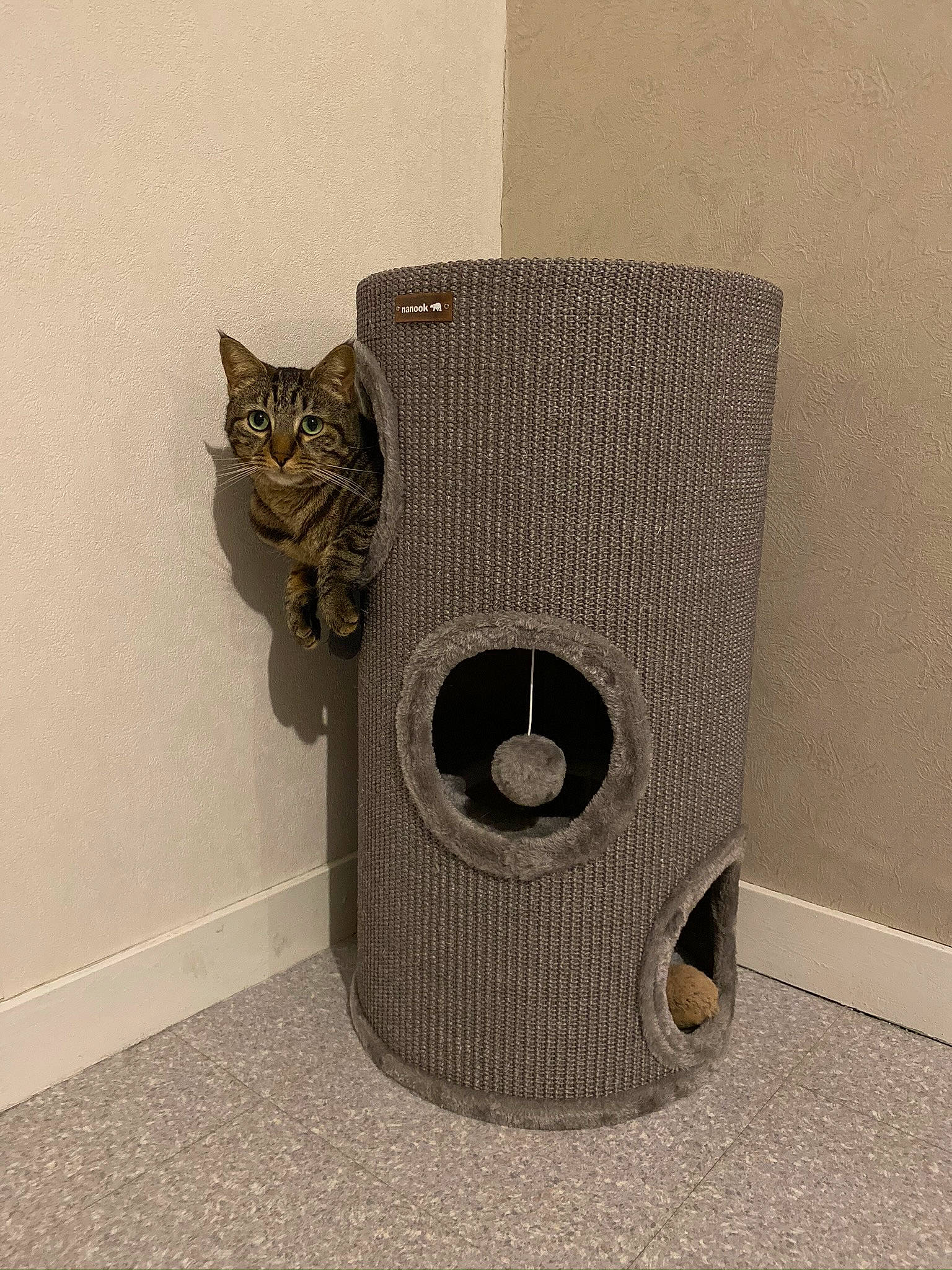 Orus participe au concours pour gagner de l'argent avec cette photo : art, audio_equipment, automotive_tire, carnivore, cat, cat_furniture, cat_supply, domestic_short_haired_cat, felidae, fur, grey, loudspeaker, pet_supply, plant, public_address_system, small_to_medium_sized_cats, tail, tire, whiskers, wood