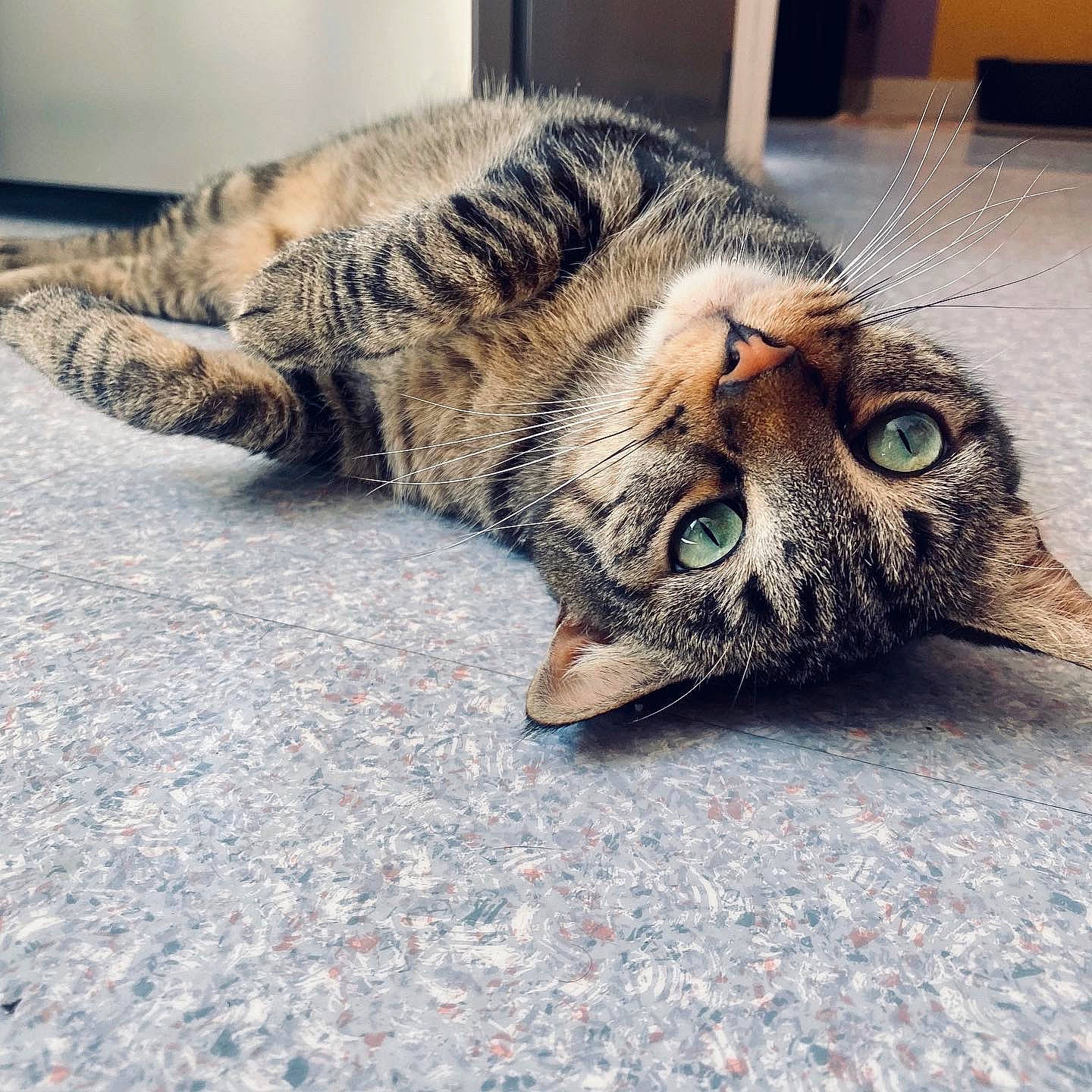 Orus participe au concours pour gagner de l'argent avec cette photo : carnivore, cat, claw, comfort, domestic_short_haired_cat, eye, felidae, flooring, fur, grass, leg, paw, road_surface, small_to_medium_sized_cats, snout, tail, terrestrial_animal, whiskers, wildlife, wood