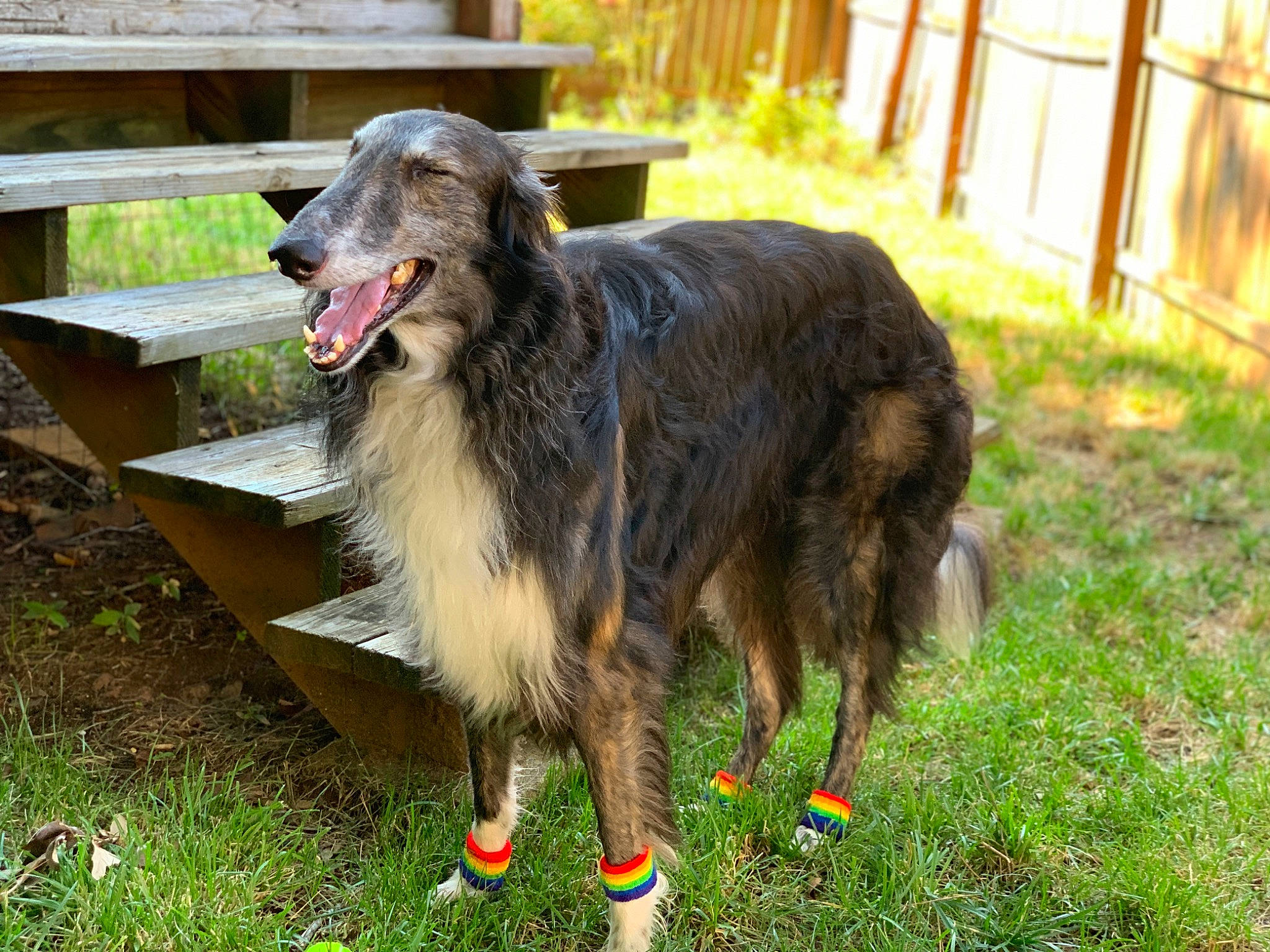 Mortimer joined the competition — help win amazing prizes! australian_cattle_dog, canidae, carnivore, companion_dog, dog, dog_breed, dog_sports, fence, fur, grass, guard_dog, herding_dog, leonberger, old_german_shepherd_dog, plant, snout, sporting_group, terrestrial_animal, working_animal, working_dog