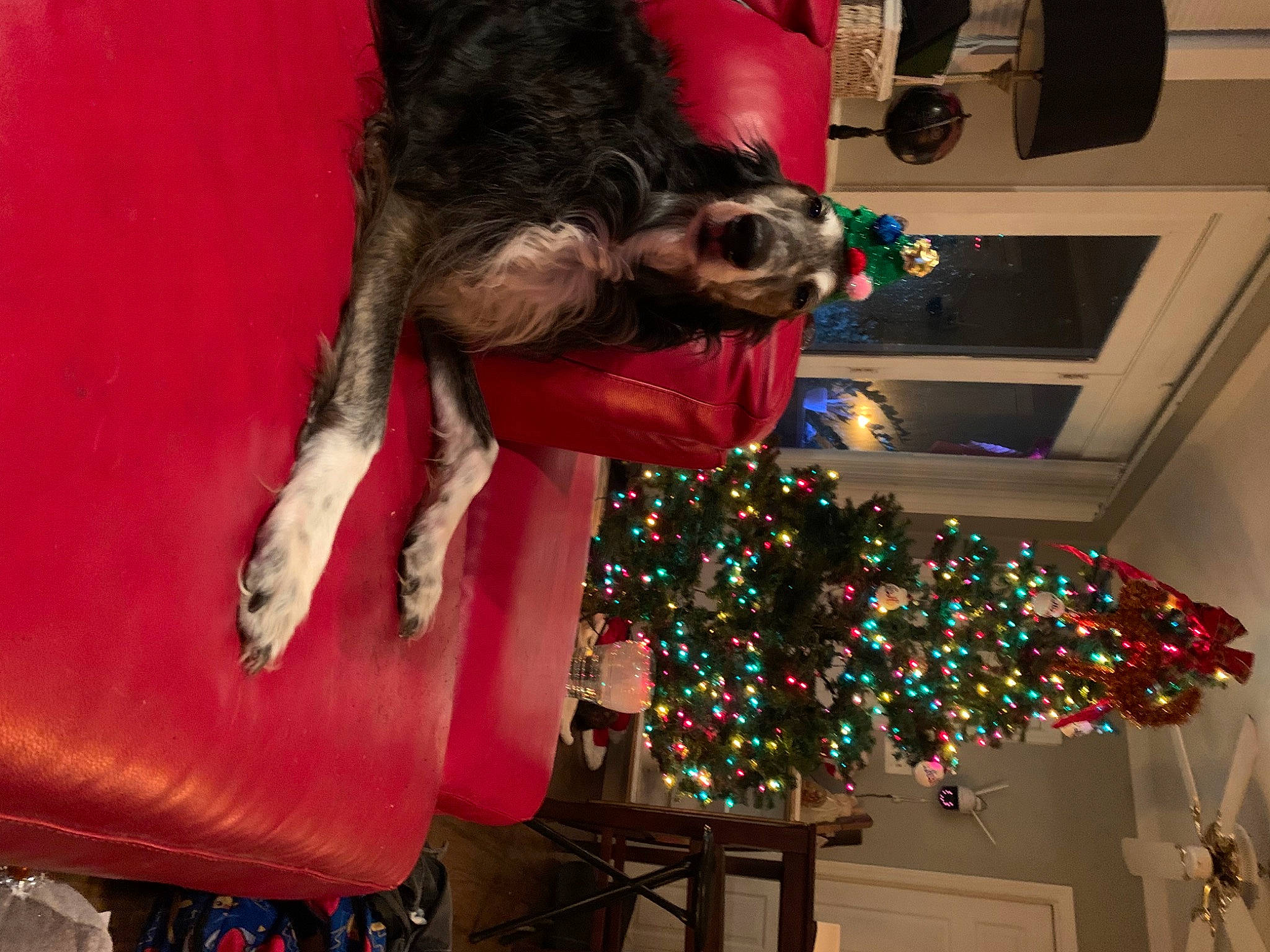 Mortimer joined the competition — help win amazing prizes! carmine, christmas, christmas_decoration, christmas_eve, christmas_ornament, christmas_tree, companion_dog, dog, event, fun, fur, fur_clothing, holiday, holiday_ornament, ornament, pink, red, toy, tradition, tree