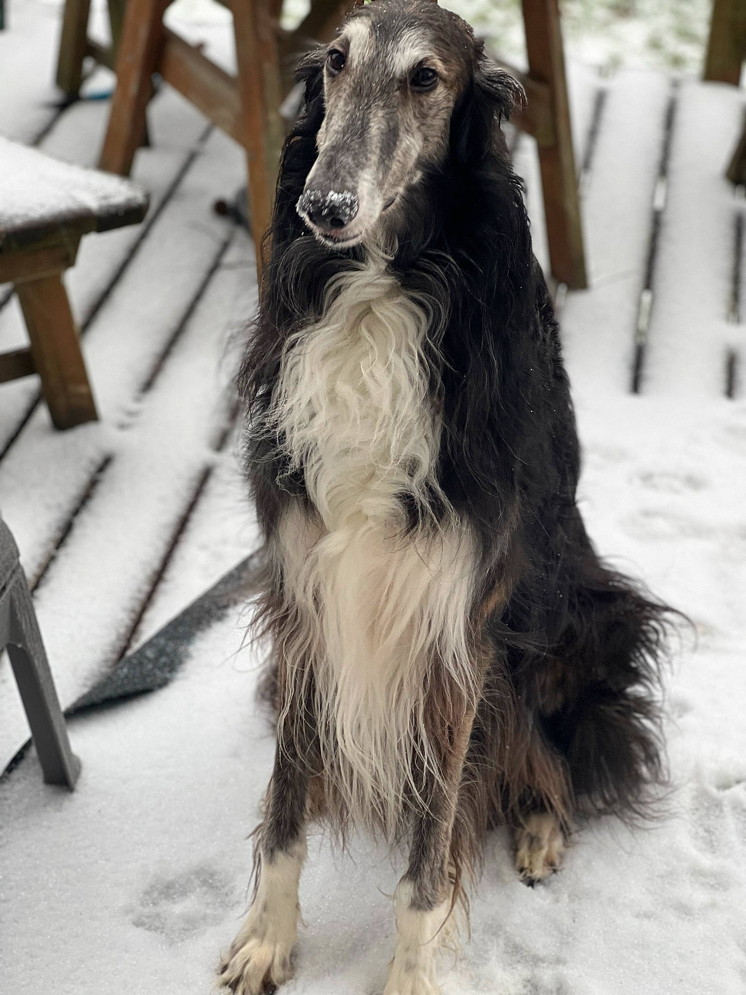 Mortimer joined the competition — help win amazing prizes! ancient_dog_breeds, canidae, carnivore, companion_dog, dog, dog_breed, fur, hunting_dog, snow, sporting_group, tail, wood, working_animal, working_dog