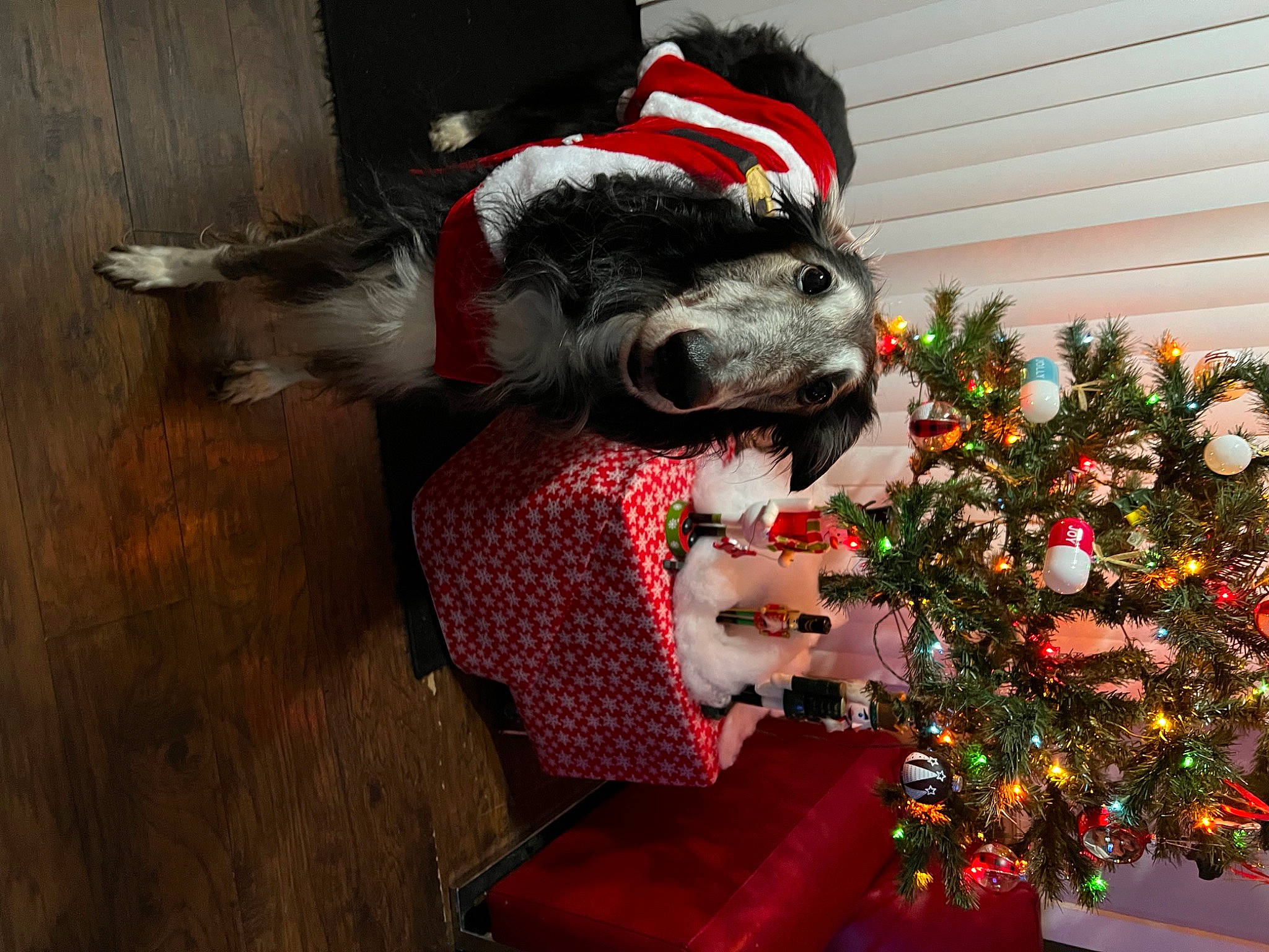 Mortimer is registered to the contest to win money with this photo: carmine, carnivore, christmas, christmas_decoration, christmas_eve, christmas_ornament, christmas_tree, companion_dog, conifer, dog, dog_breed, event, evergreen, holiday, holiday_ornament, lap, ornament, tradition, wood, working_animal