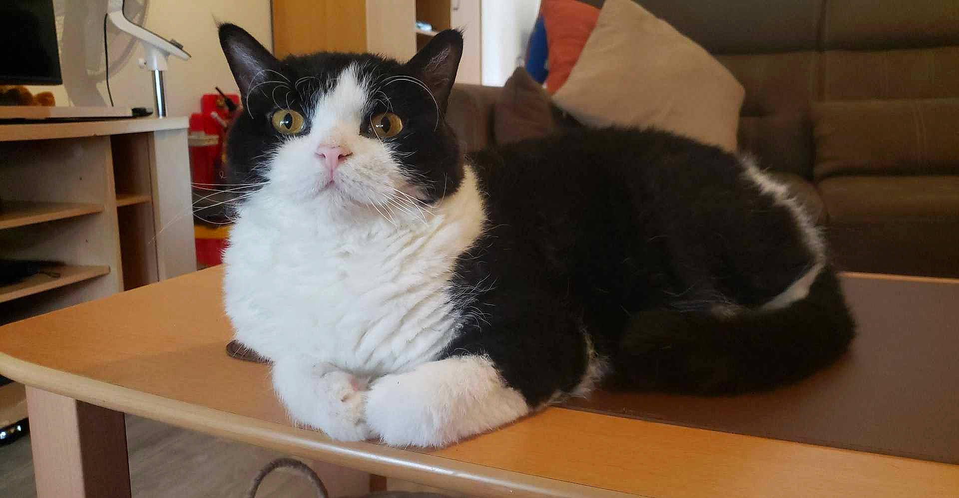 Figaro participe au concours pour gagner de l'argent avec cette photo : box, carnivore, cat, comfort, desk, domestic_short_haired_cat, felidae, flooring, fur, hardwood, paw, small_to_medium_sized_cats, table, tail, whiskers