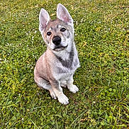 César participe au concours pour gagner de l'argent avec cette photo : puppy, dog, canine, sitting, outdoor, grass, meadow, wildflowers, portrait, fluffy, gray_fur, pointed_ears, upright_ears, black_nose, brown_eyes, head_tilt, cute, animal, nature, daylight