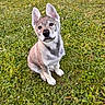 puppy, dog, canine, sitting, outdoor, grass, meadow, wildflowers, portrait, fluffy, gray_fur, pointed_ears, upright_ears, black_nose, brown_eyes, head_tilt, cute, animal, nature, daylight